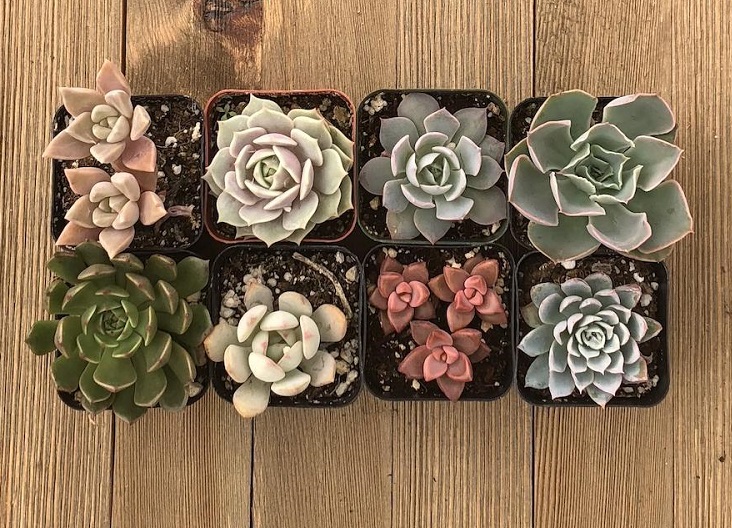 harddy succulents