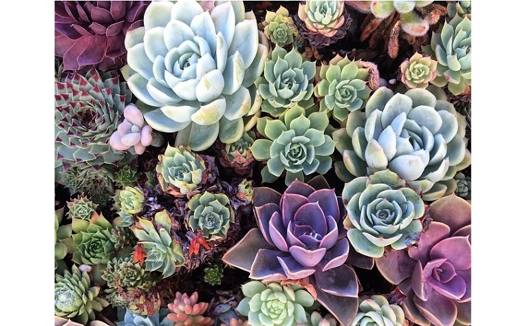 succulents