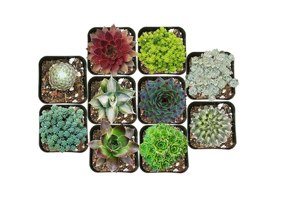 winter hardy succulents pack