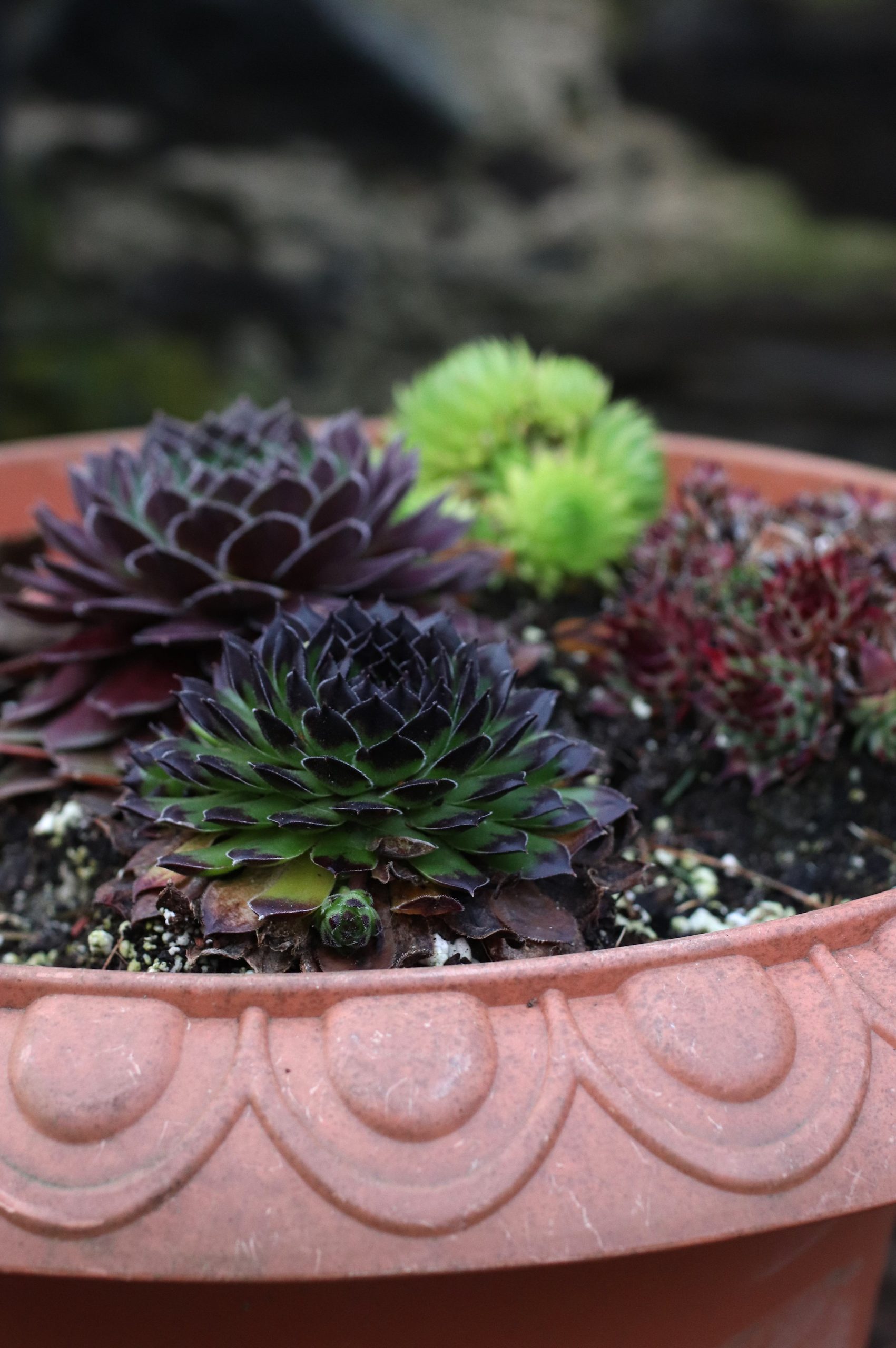 Succulents in pot