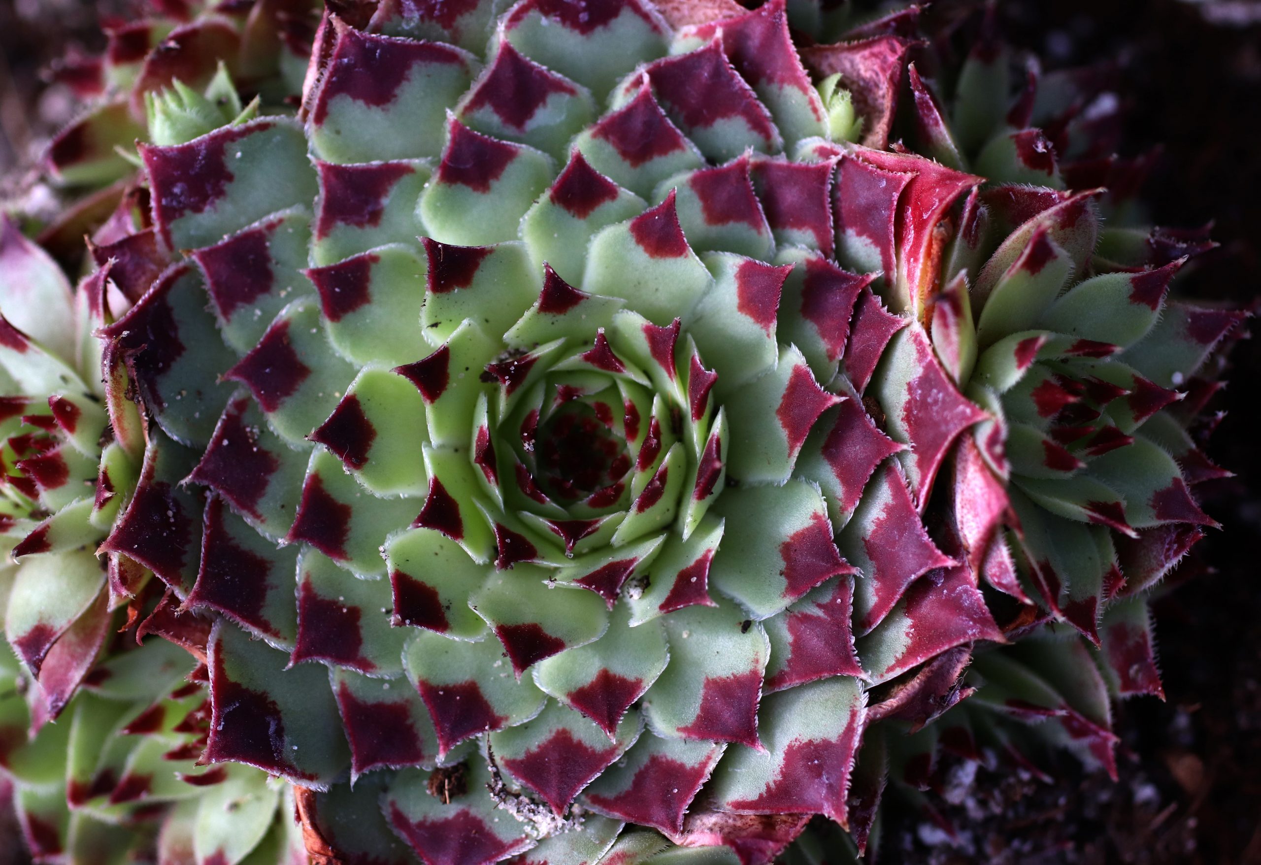 Hen and chicks plant