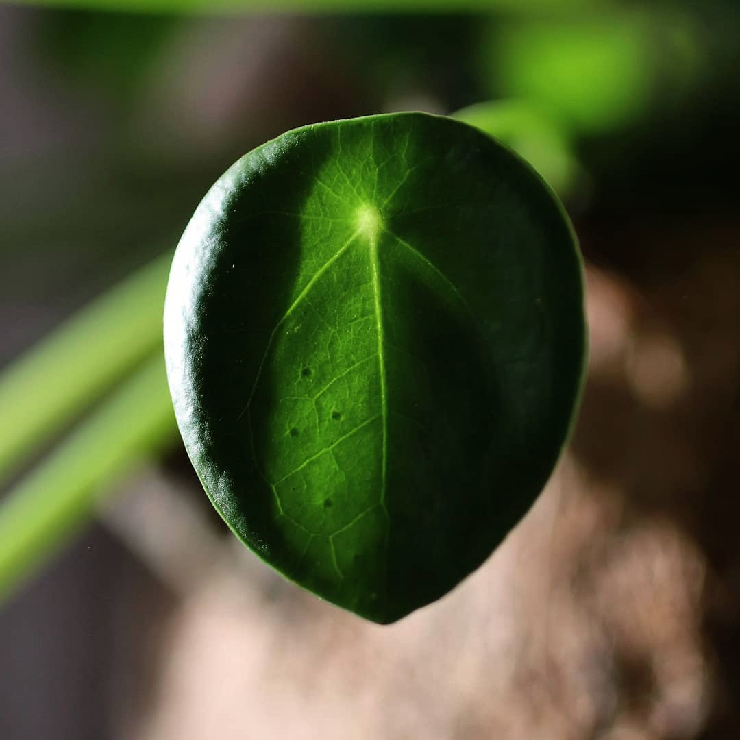 Money Plant leaf