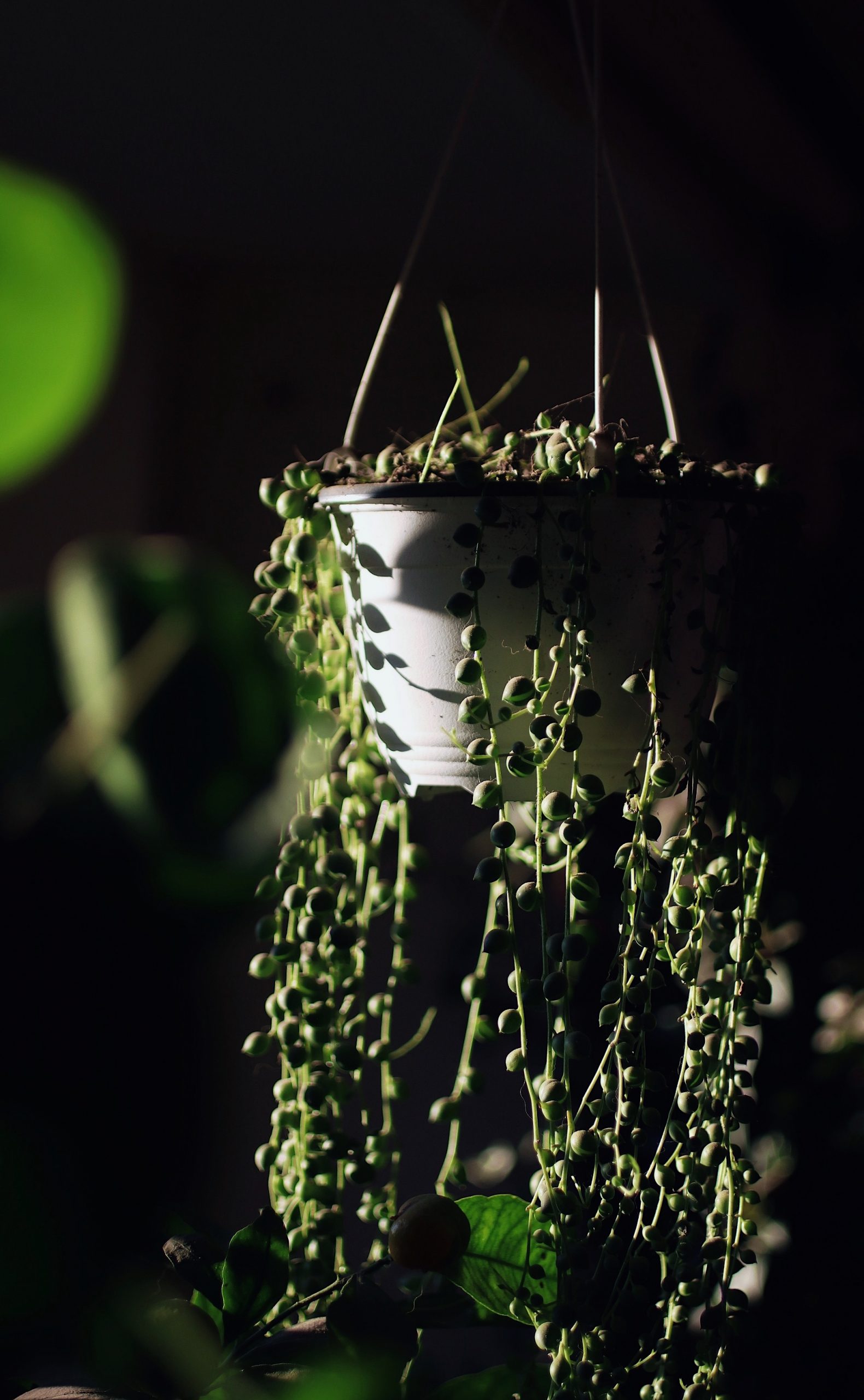 String of Pearls plant