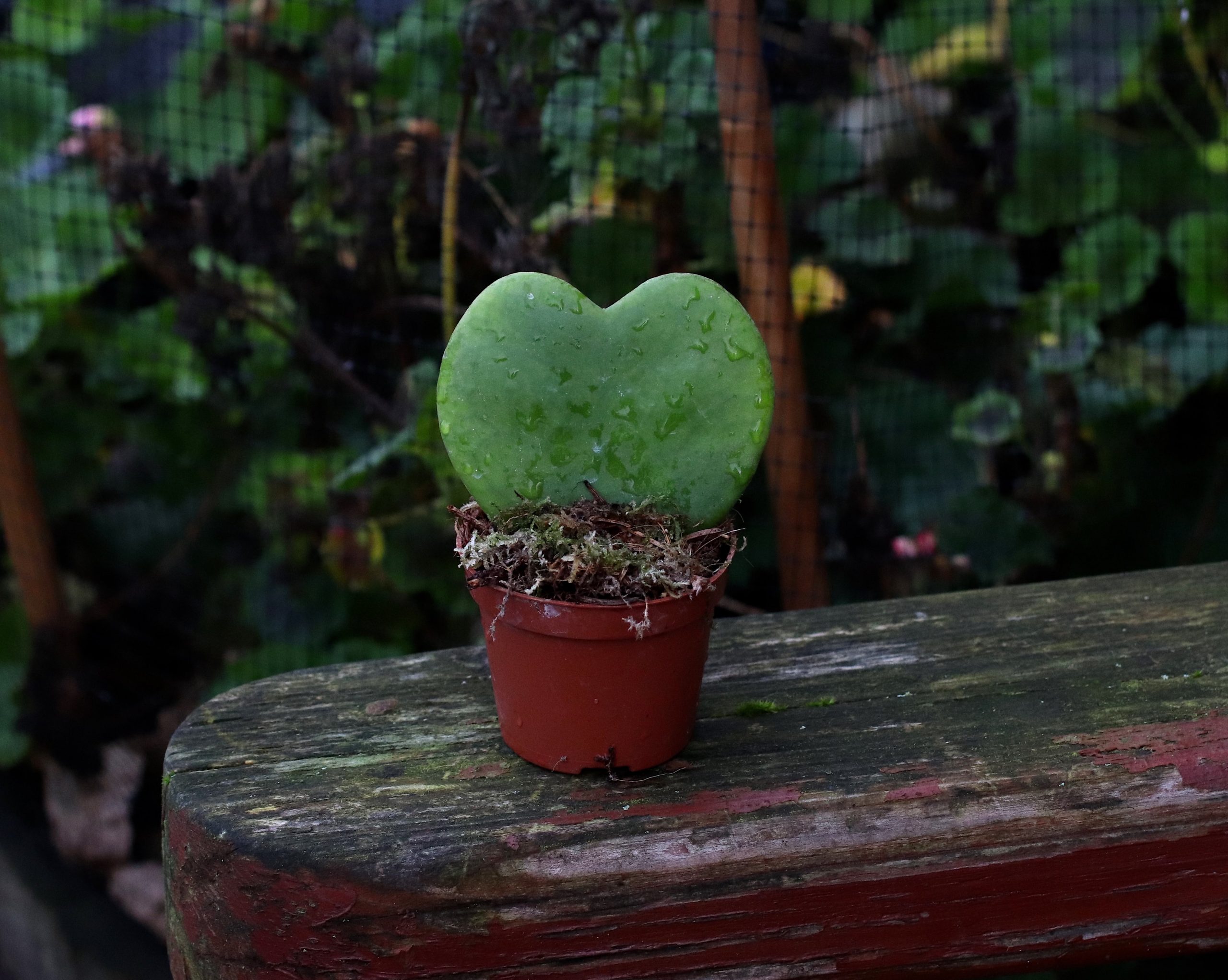 Sweetheart succulent in pot