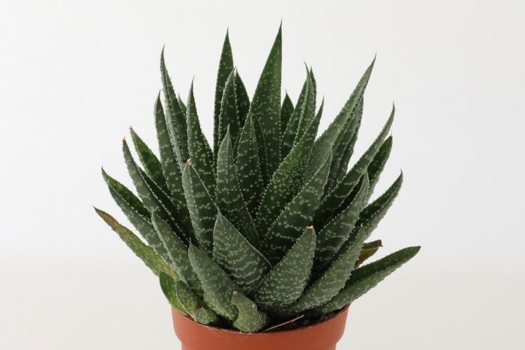 Gasteria Prolifera