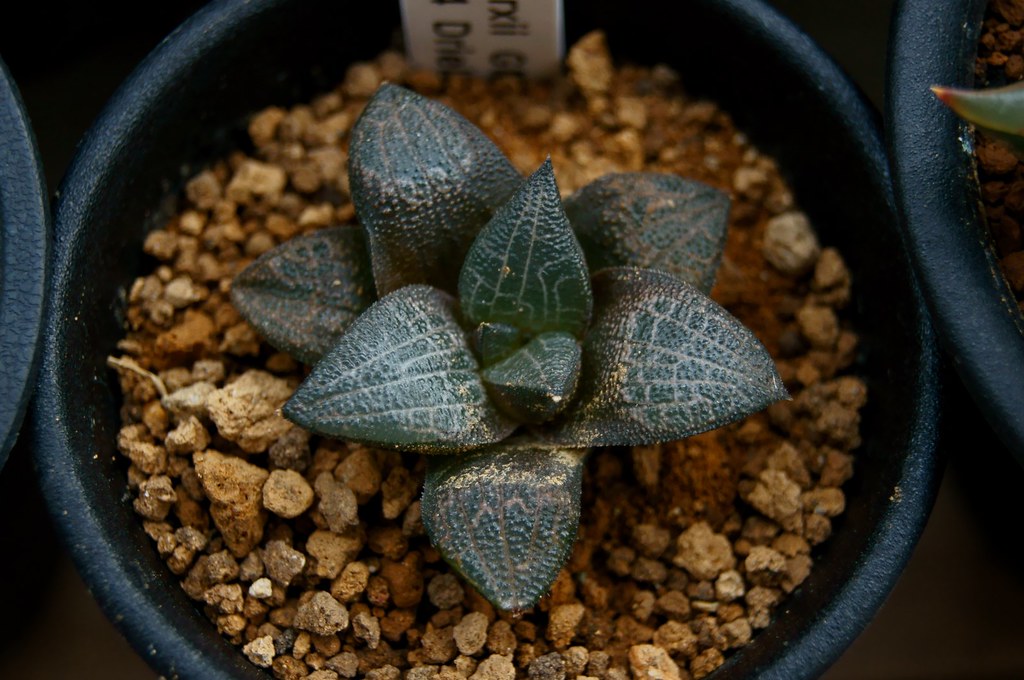 Haworthia Marxii