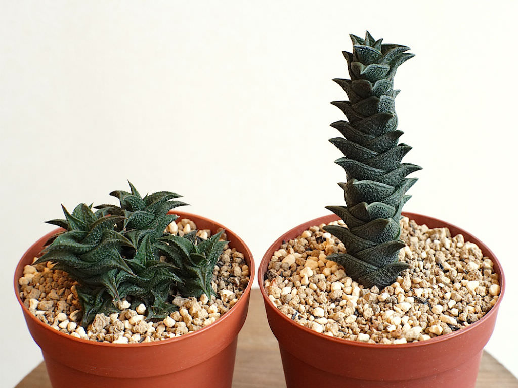 Haworthia Nigra