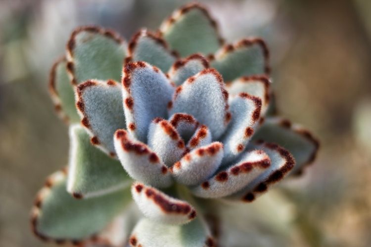 Kalanchoe Tomentosa