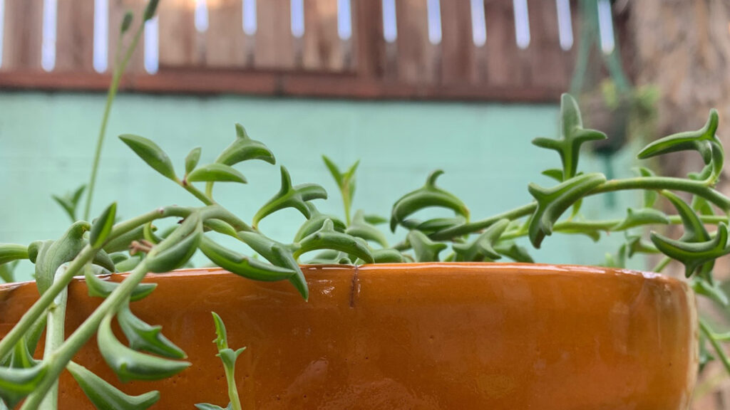 String of Dolphins