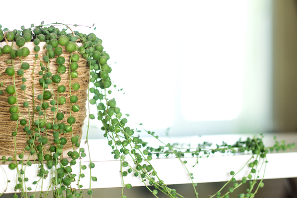 String of Pearls