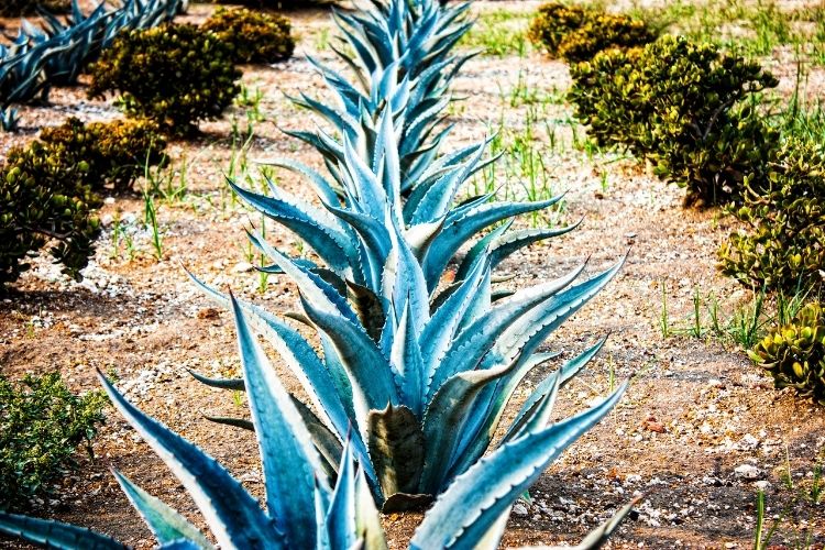 Agave Blue Glow