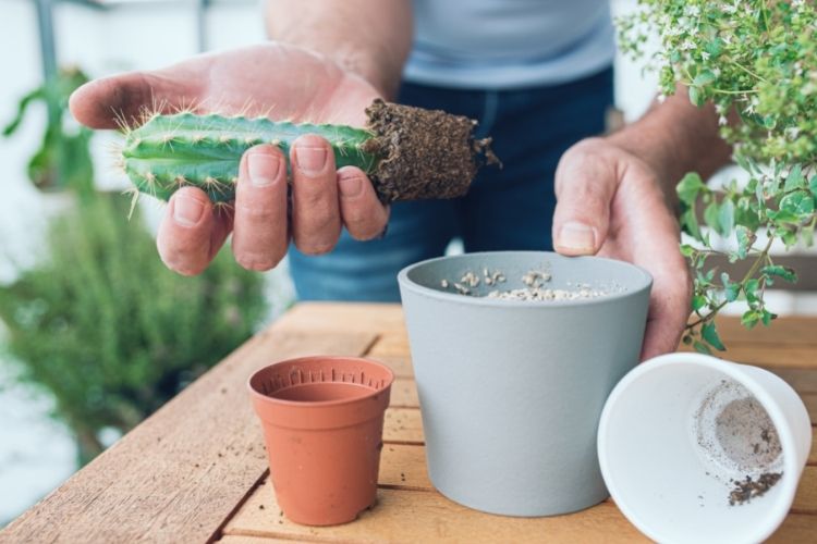 Cactus Repotting