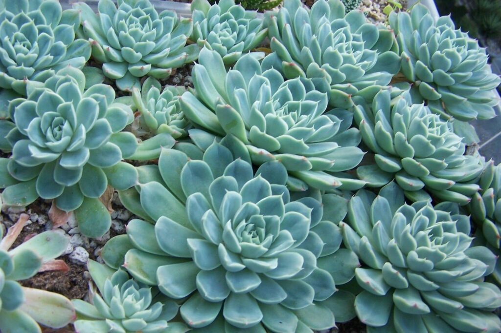 Echeveria Elegans