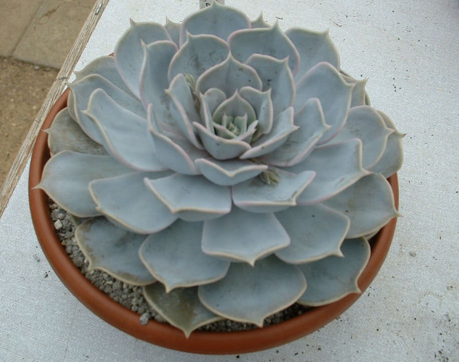 Echeveria Lilacina