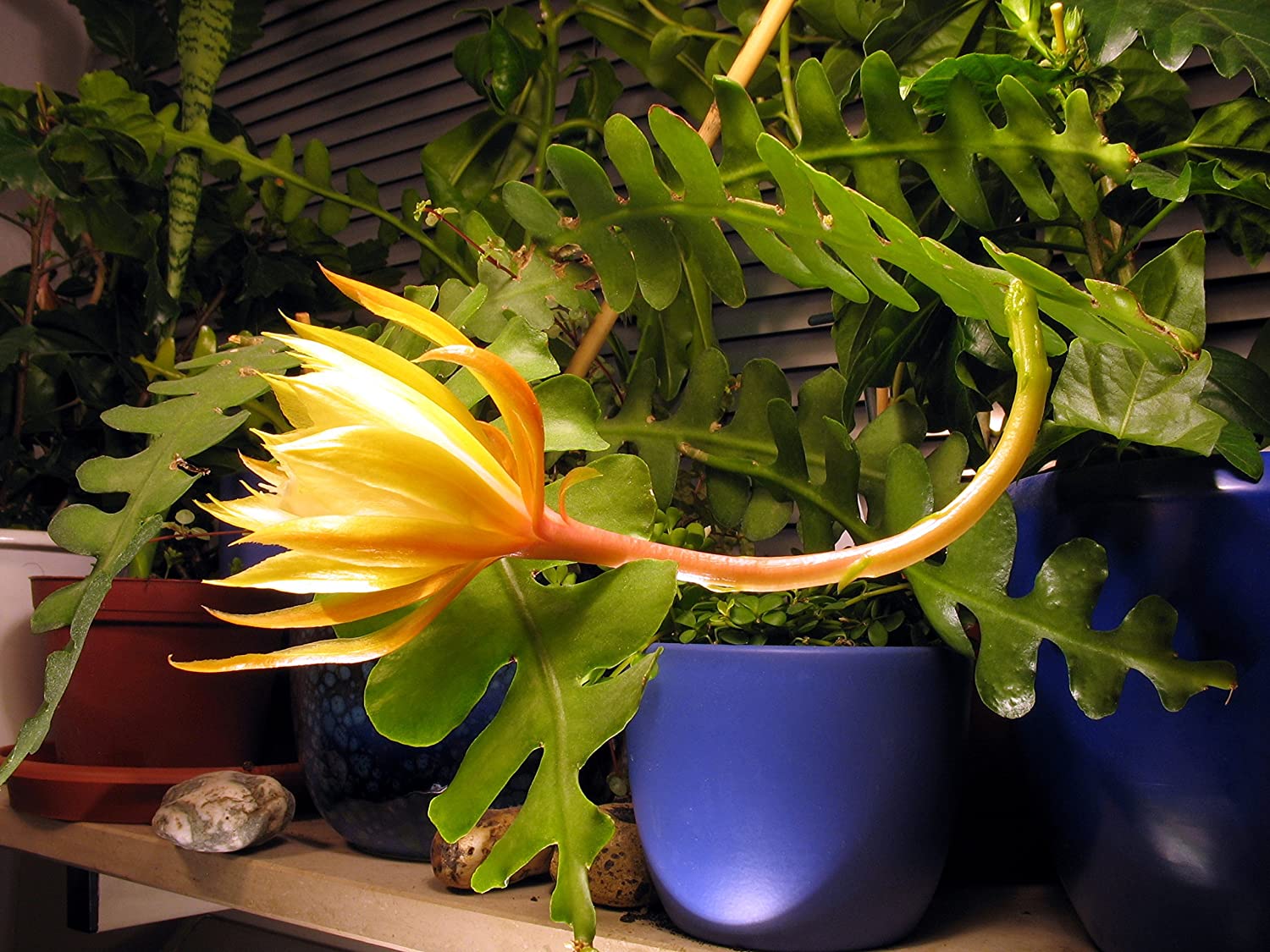 Disocactus Anguliger (Fishbone Cactus): How To Propagate and Grow