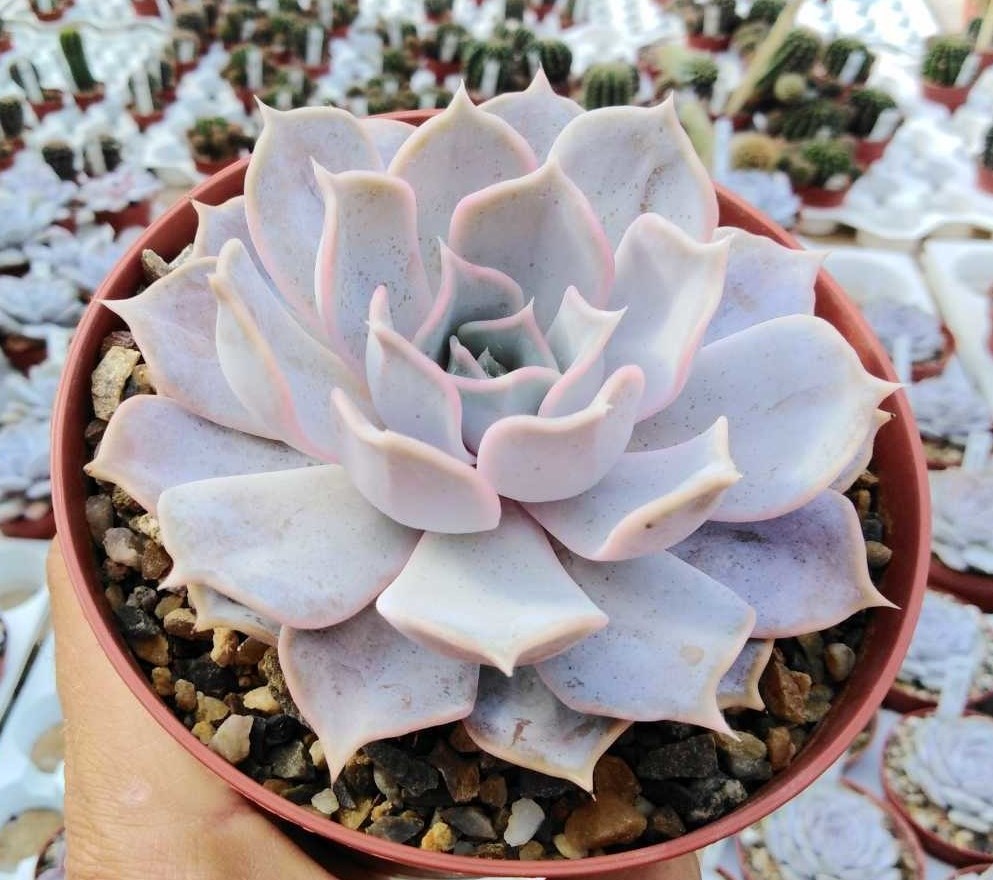 Ghost Echeveria