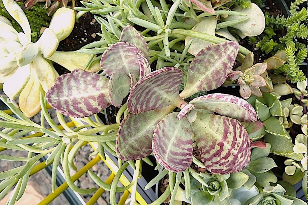 Kalanchoe Varieties