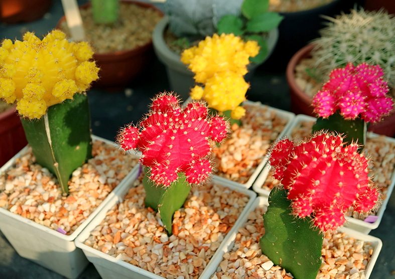 Moon Cactus Plant