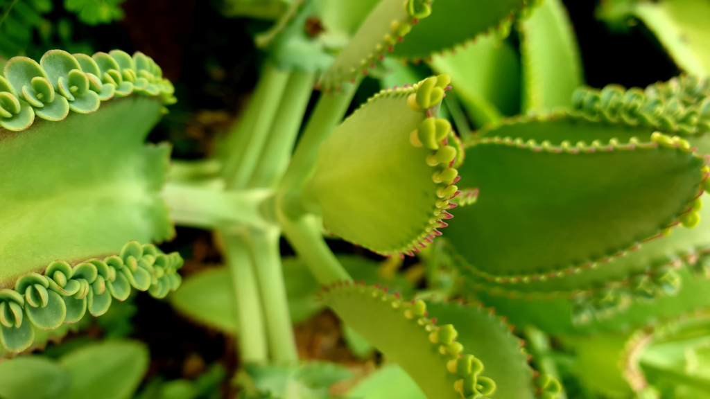 Mother Of Millions Plant The Best Care And Growing Tips   Mother 1024x576 