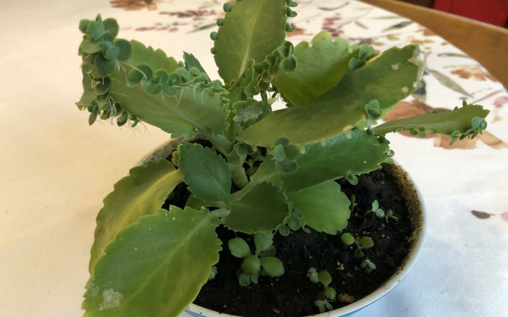 Mother of Millions Plant