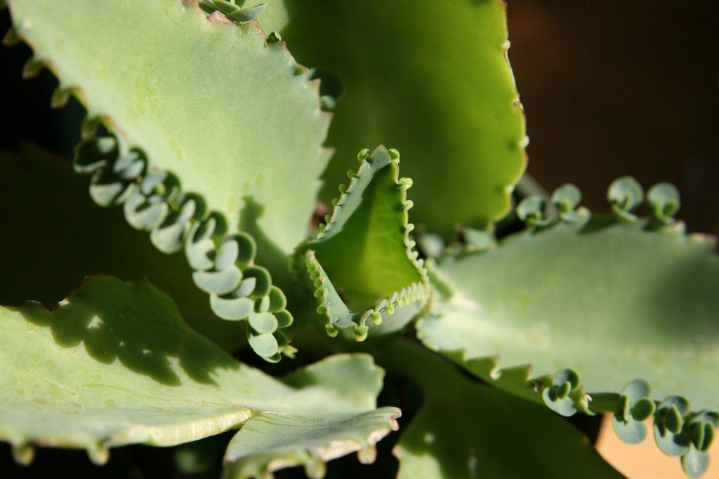 Mother of Thousands