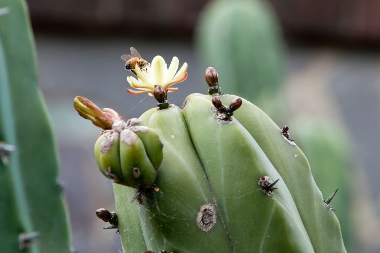 Myrtillocactus Geometrizans