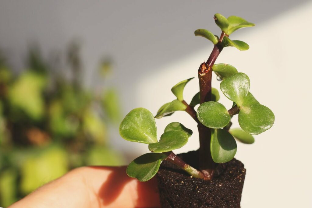 portulacaria-afra-1