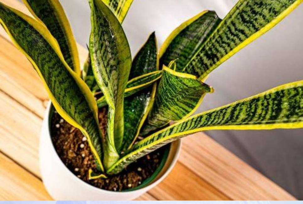 Is It Time To Talk Extra About Cactus Facts?