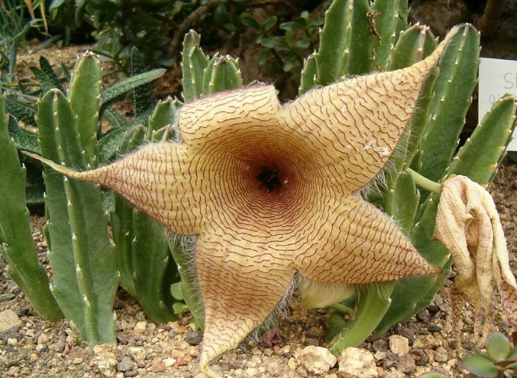 Stapelia Gigantea 1