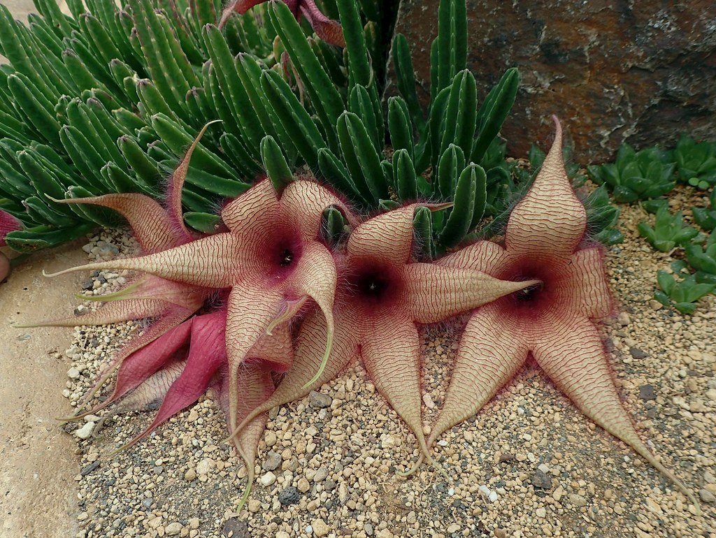 Stapelia Gigantea