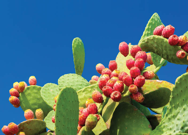 Texas Prickly-pear