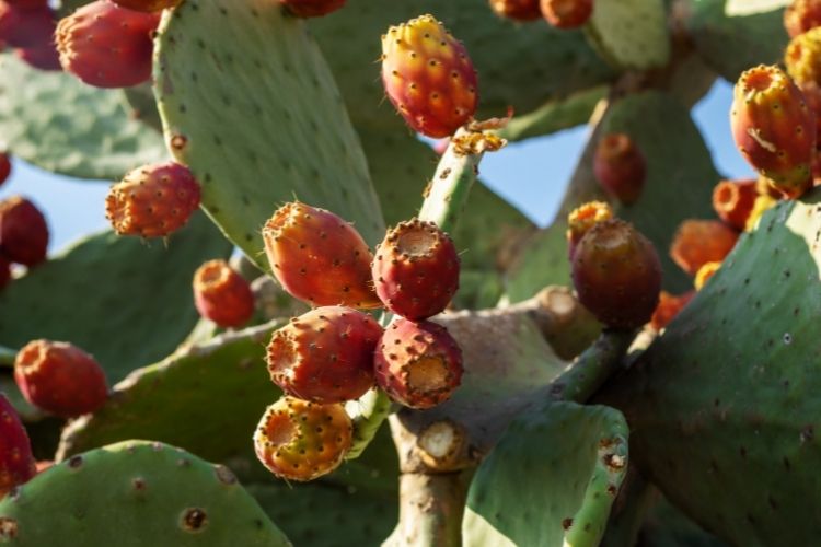 Texas Prickly-pear