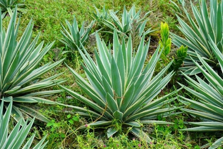 Agave Americana