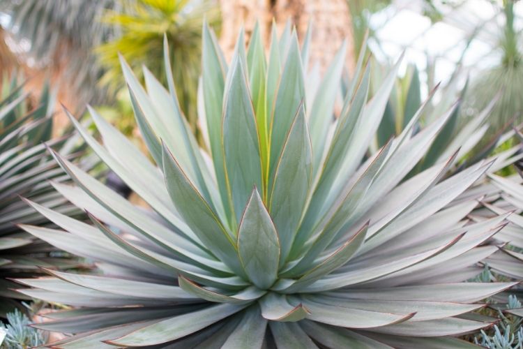 Agave Blue Glow