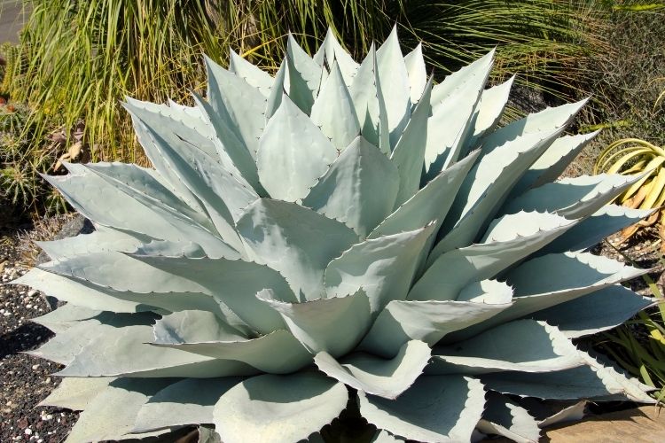 Agave Blue