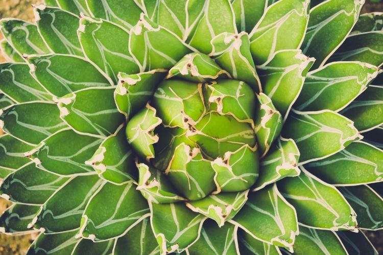 Agave Cream Spike