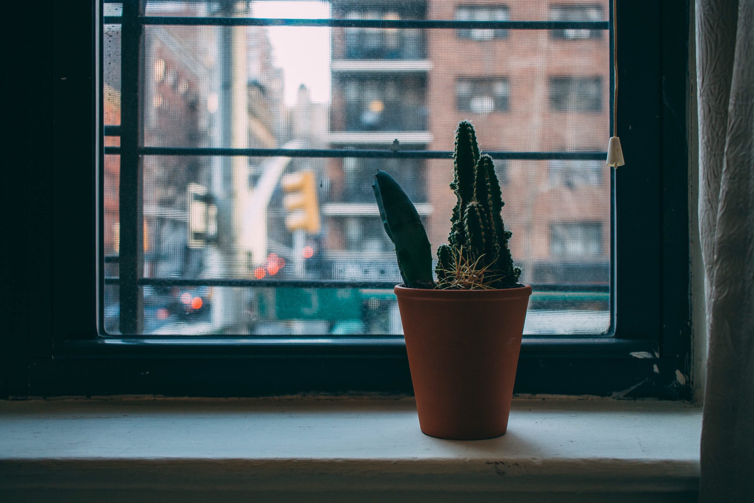 Acanthocereus Tetragonus (Fairy Castle Cactus): How To Beautifully Grow and Care For Your Cactus