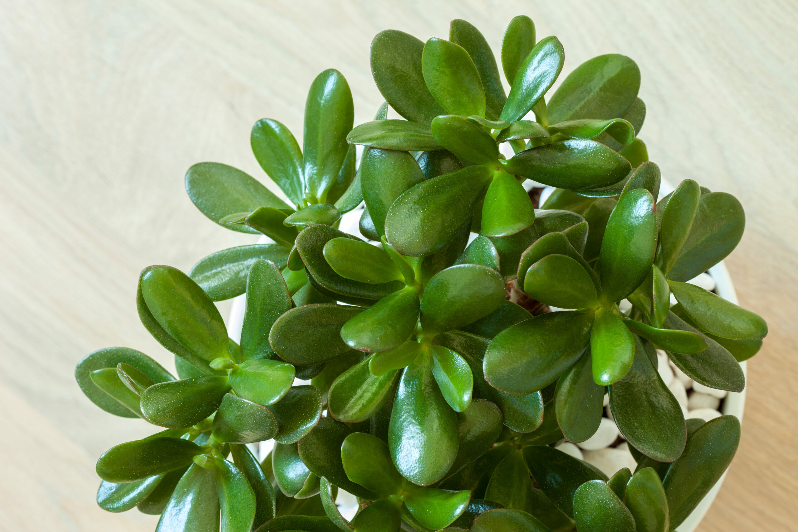 Crassula Perforata (String of Buttons): The Ultimate Care and Growth ...