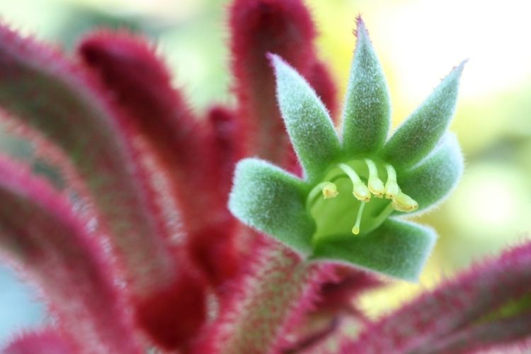 Kangaroo Paw