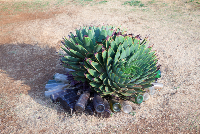 Aloe Polyphylla (Spiral Aloe): How To Grow A Rare Spiral Succulent