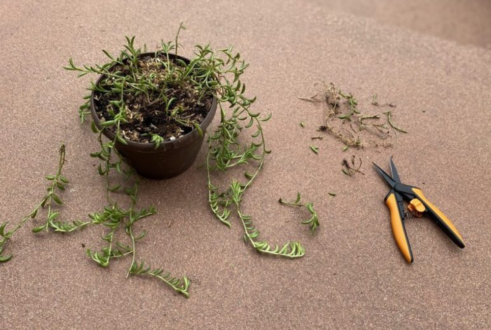 How to Grow String of Bananas From Seed