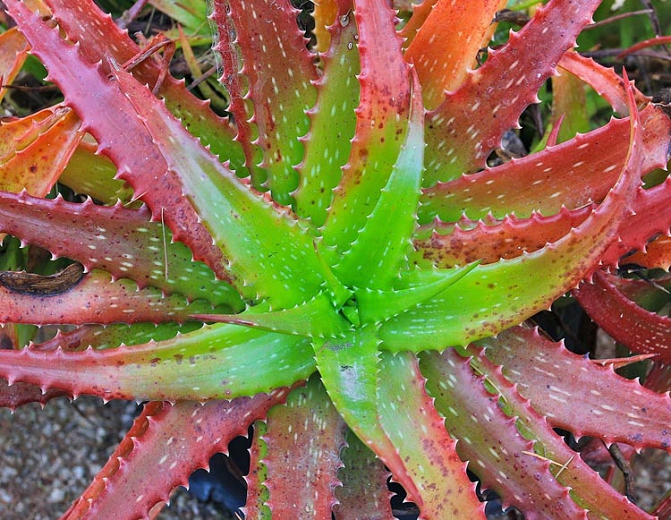 Red Aloe