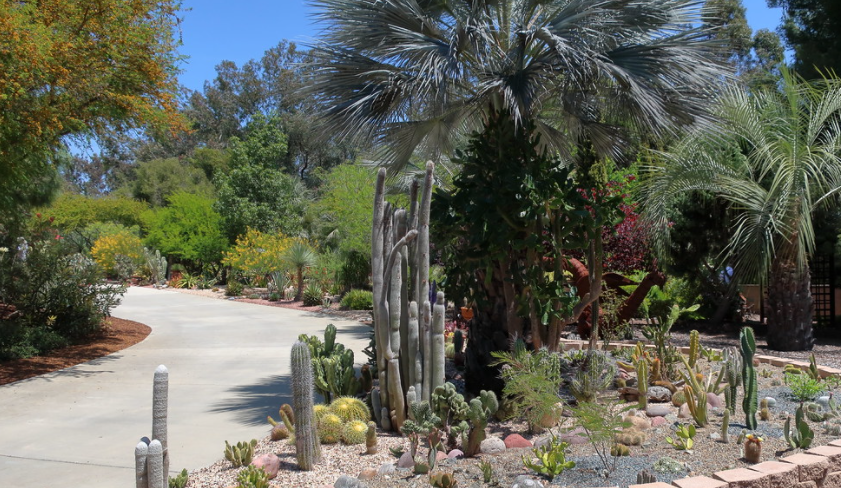 cactii in garden