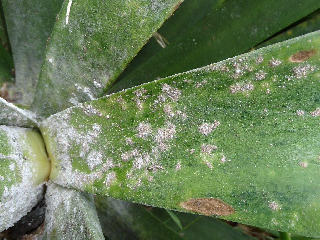 Mealybugs