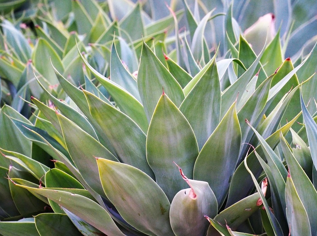 Agave Blue Glow