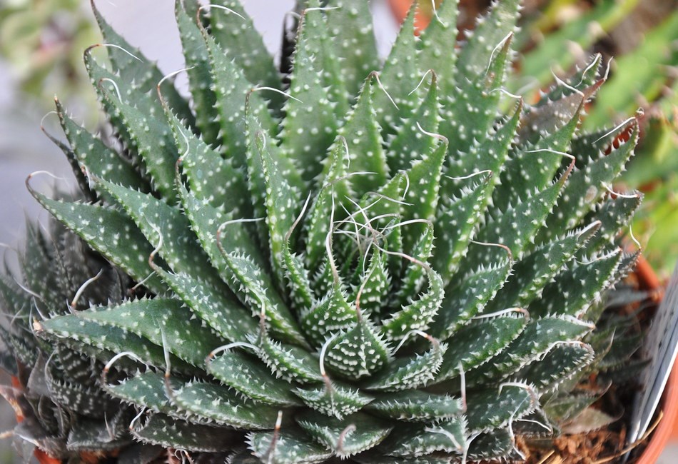 Aloe Aristata