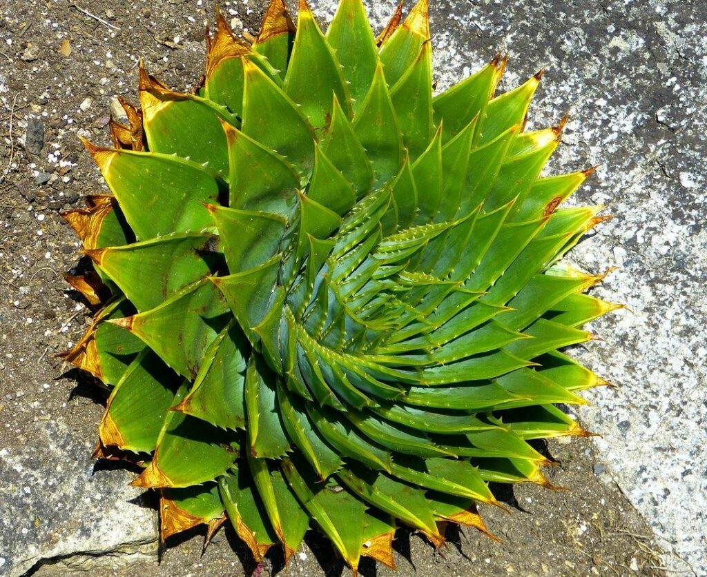 Aloe Polyphylla