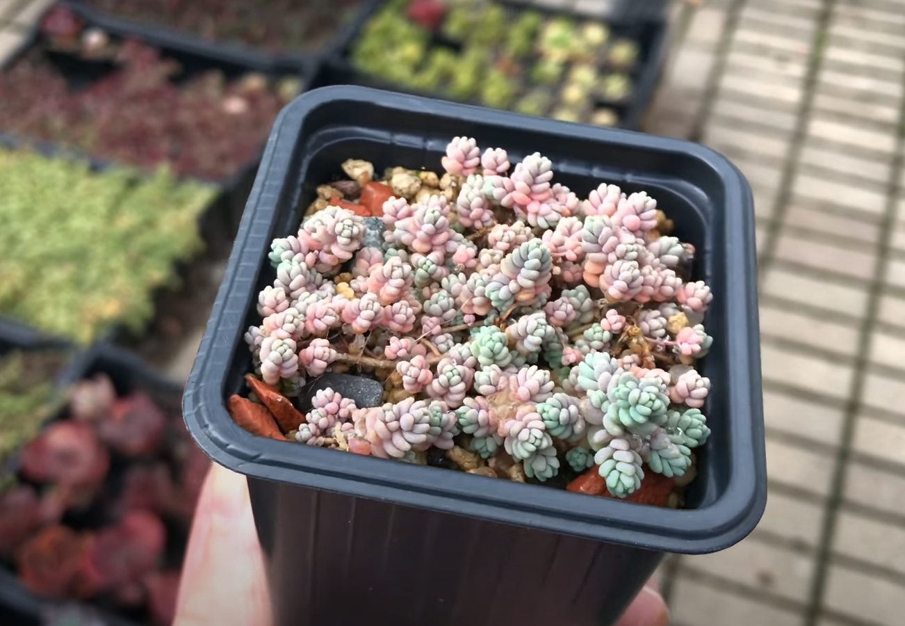 Sedum Dasyphyllum