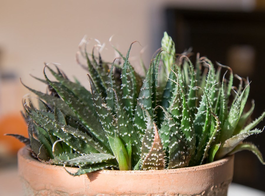 aloe aristata