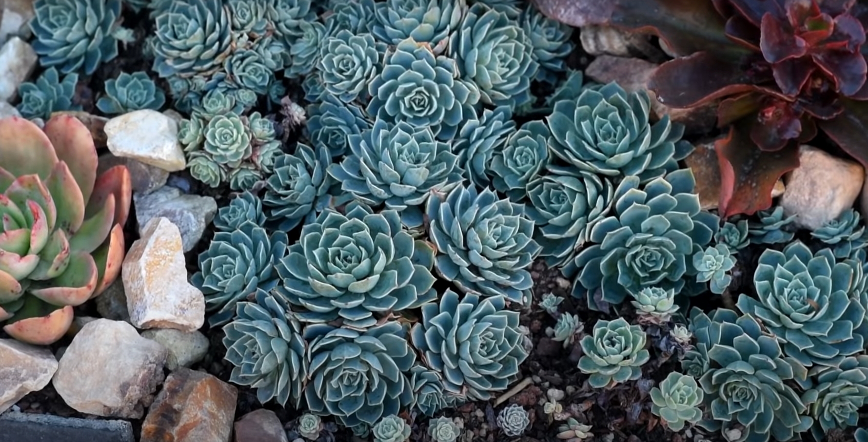 echeveria elegans